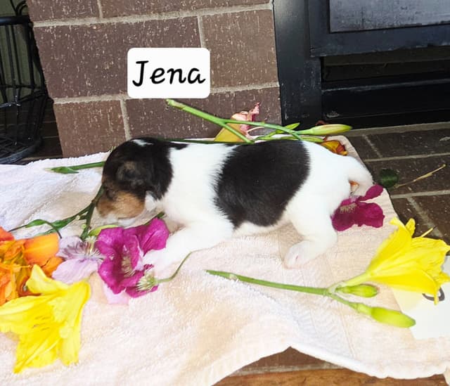 Wire Fox Terrier Puppies media 3