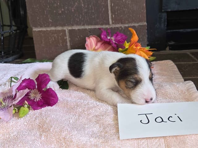 Wire Fox Terrier Puppies media 21
