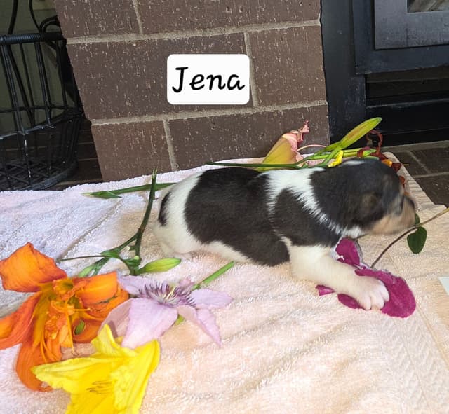 Wire Fox Terrier Puppies media 4