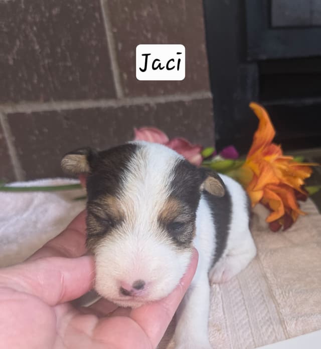 Wire Fox Terrier Puppies media 20