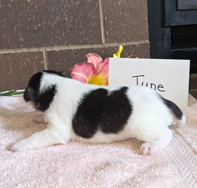 Wire Fox Terrier Puppies media 16