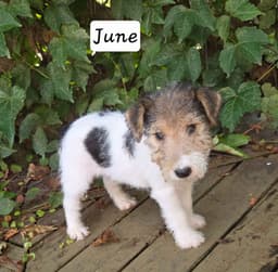 Wire Fox Terrier Puppies thumbnail 3