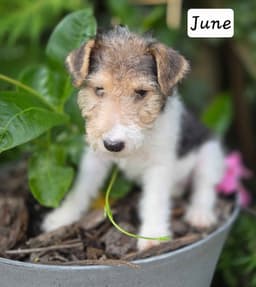 Wire Fox Terrier Puppies thumbnail 6