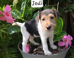 Wire Fox Terrier Puppies thumbnail 5