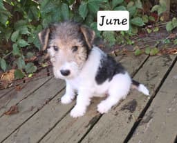 Wire Fox Terrier Puppies thumbnail 2