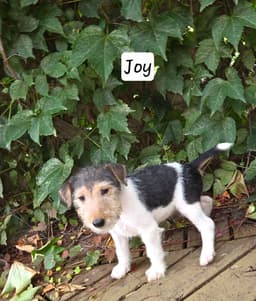 Wire Fox Terrier Puppies thumbnail 4