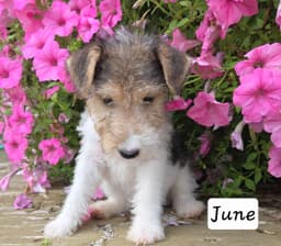 Wire Fox Terrier Puppies thumbnail 7