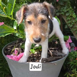 Wire Fox Terrier Puppies thumbnail 8