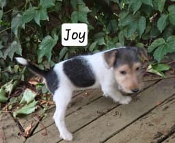 Wire Fox Terrier Puppies thumbnail 9