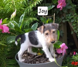 Wire Fox Terrier Puppies thumbnail 11