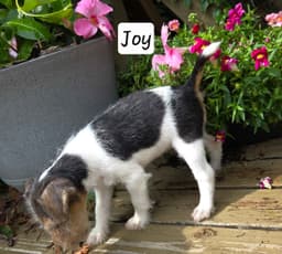 Wire Fox Terrier Puppies thumbnail 10