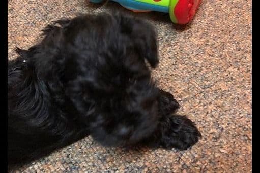 Miniature Schnauzer Puppies breeder image 1