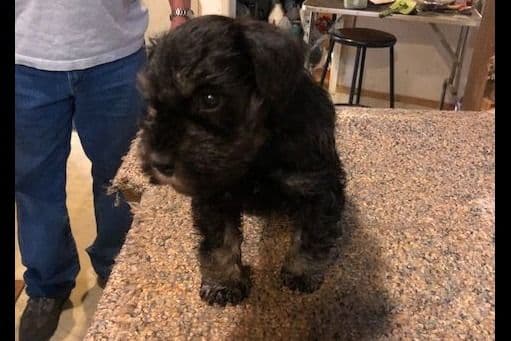 Miniature Schnauzer Puppies breeder image 2