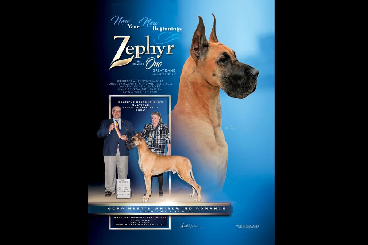 Great Dane Puppies breeder image 1