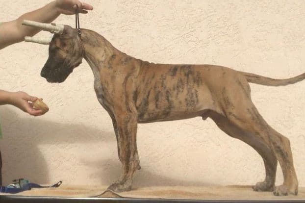 Great Dane Puppies breeder image 2
