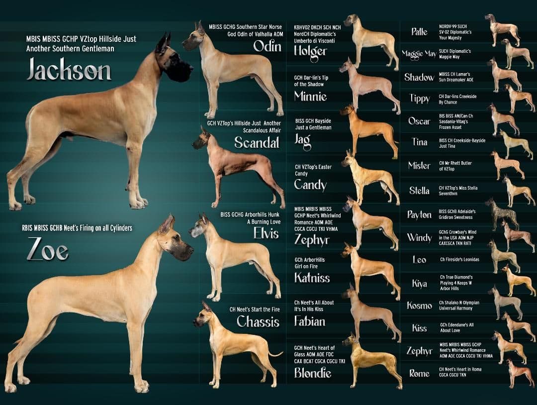 Great Dane Puppies breeder image 3