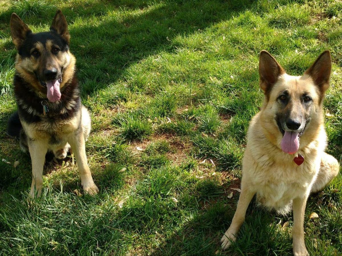 German Shepherd Dog Puppies breeder image 1