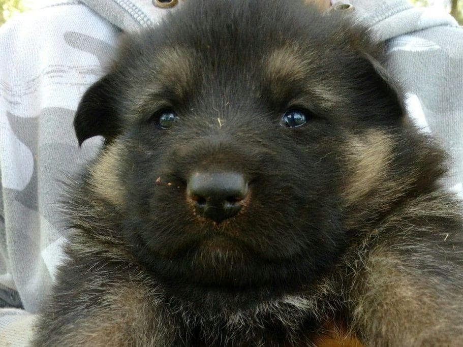 German Shepherd Dog Puppies breeder image 2