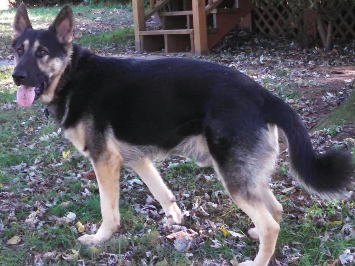 German Shepherd Dog Puppies breeder image 4