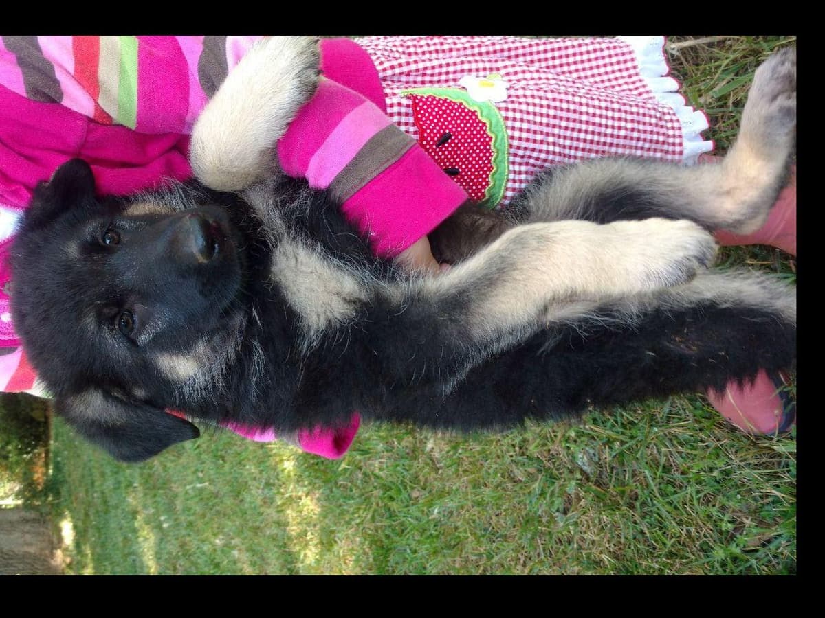German Shepherd Dog Puppies breeder image 5