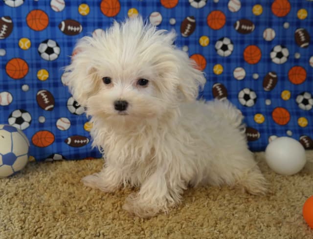 Maltese Puppies media 2
