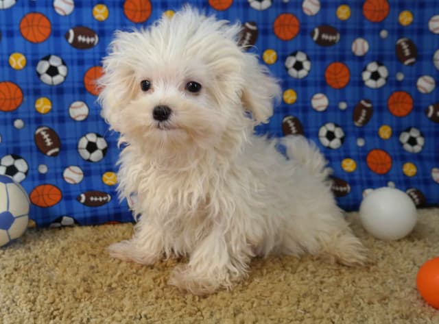 Maltese Puppies media 3