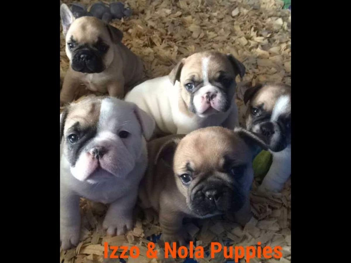 French Bulldog Puppies breeder image 1