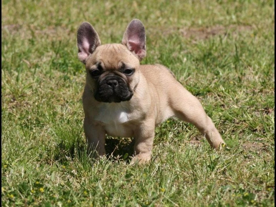 French Bulldog Puppies breeder image 3