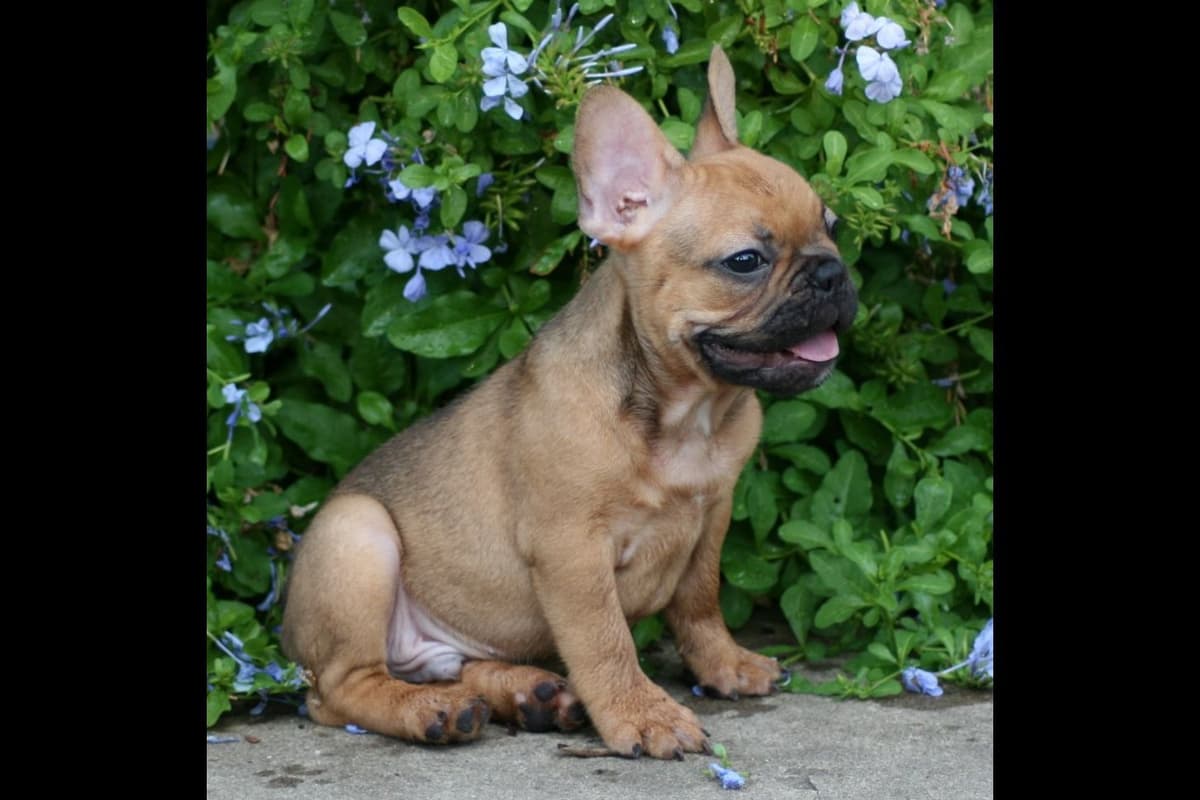 French Bulldog Puppies breeder image 4