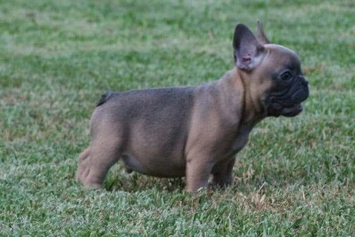French Bulldog Puppies breeder image 5