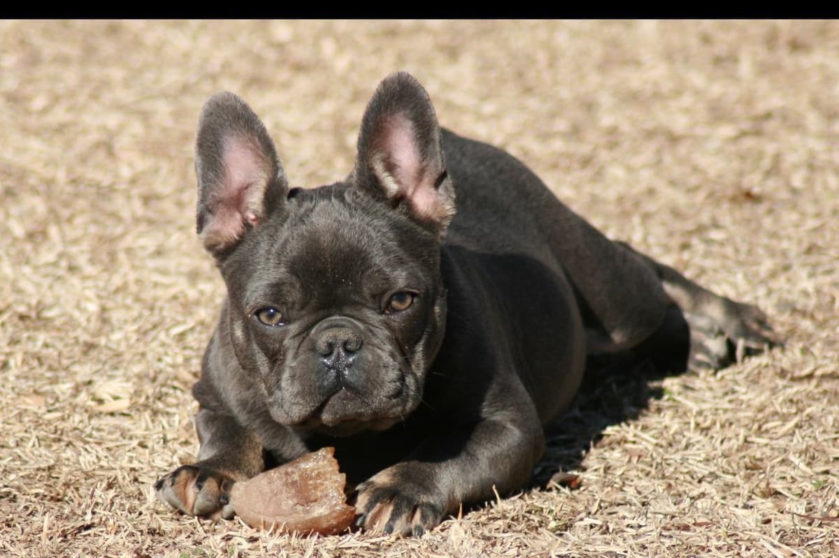 French Bulldog Puppies breeder image 8