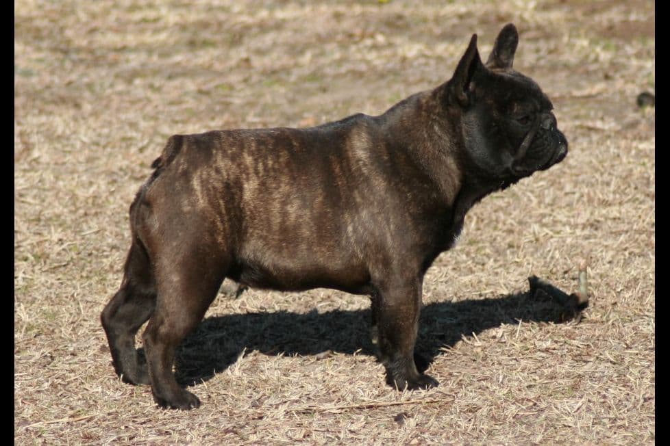 French Bulldog Puppies breeder image 9