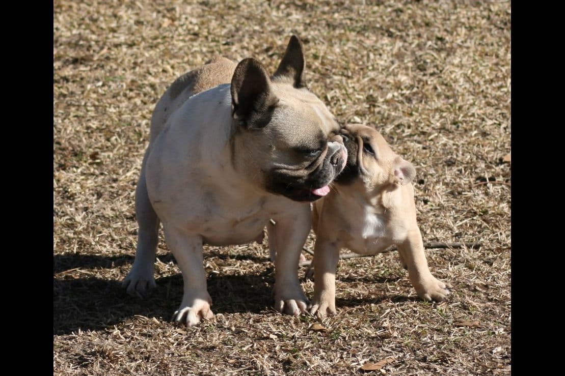French Bulldog Puppies breeder image 10