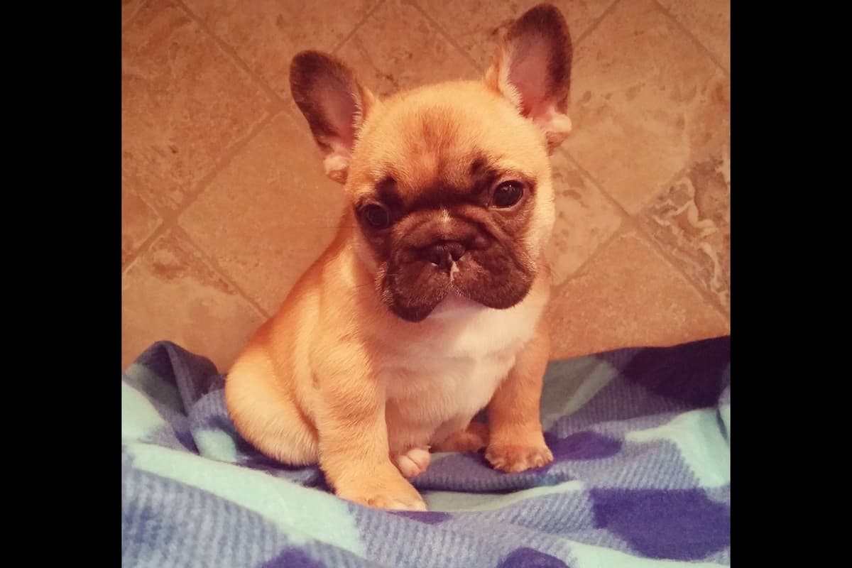 French Bulldog Puppies breeder image 11