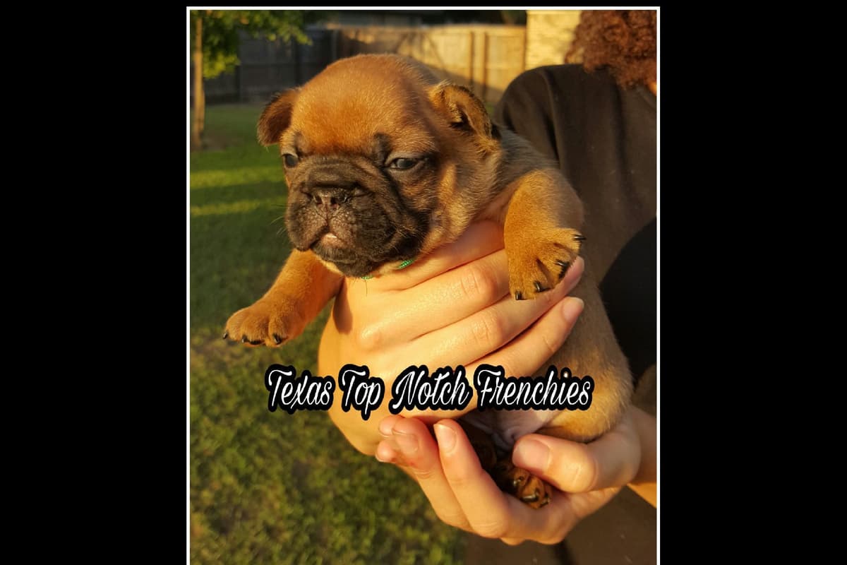 French Bulldog Puppies breeder image 13