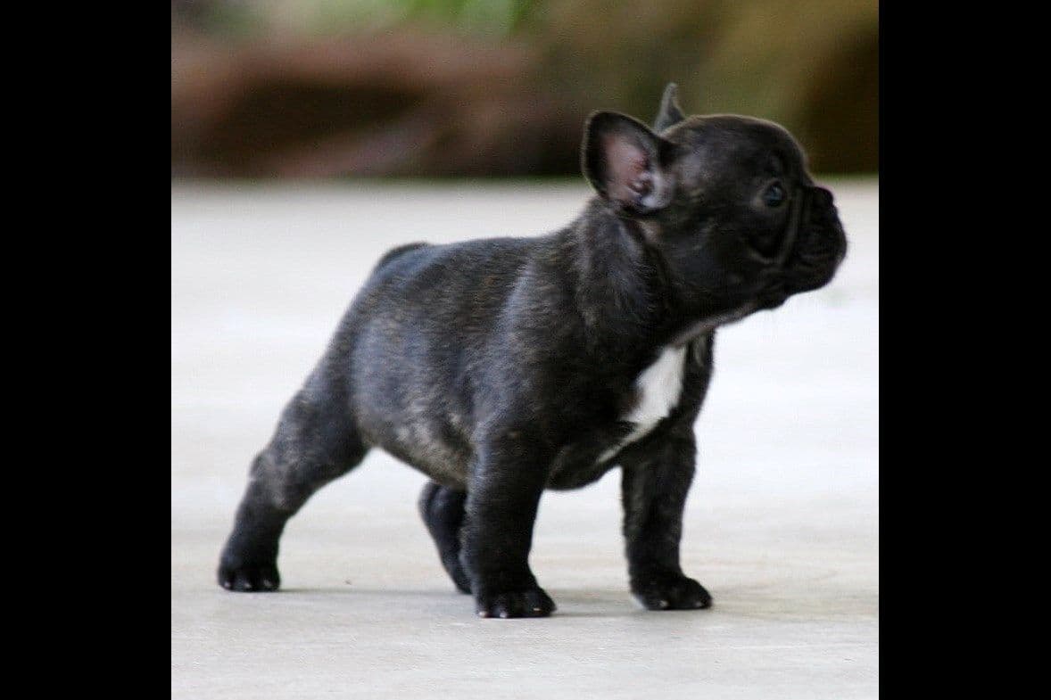 French Bulldog Puppies breeder image 16