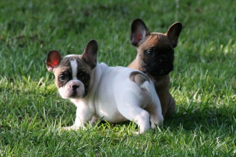 French Bulldog Puppies breeder image 17