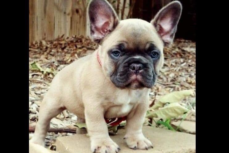 French Bulldog Puppies breeder image 18