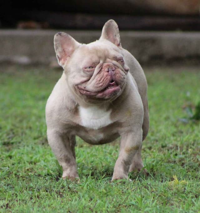 French Bulldog Puppies media 2