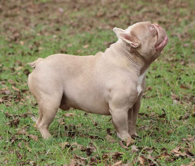 French Bulldog Puppies media 4