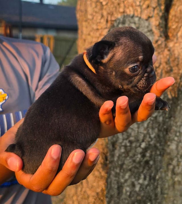French Bulldog Puppies media 6