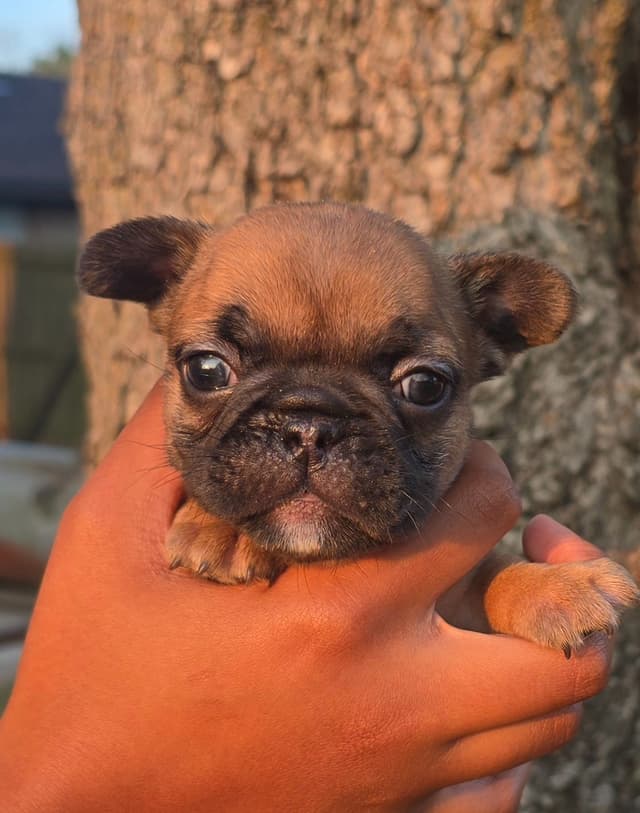French Bulldog Puppies media 7