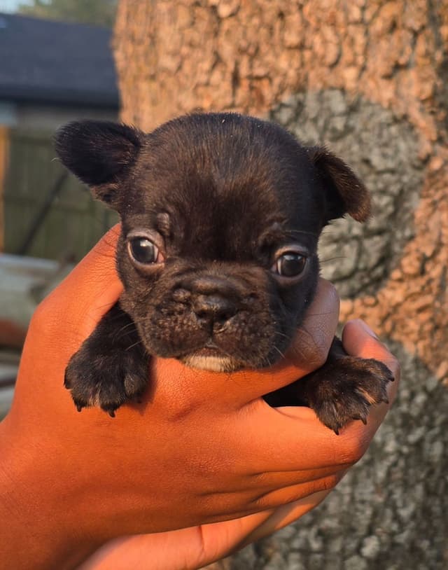 French Bulldog Puppies media 8