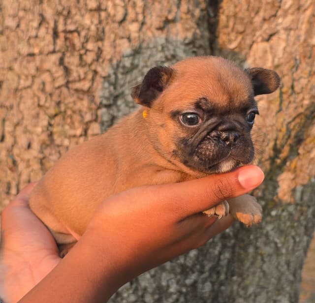 French Bulldog Puppies media 9