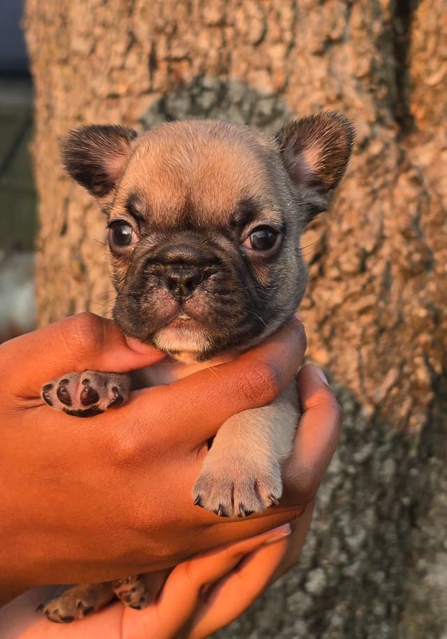 French Bulldog Puppies media 10
