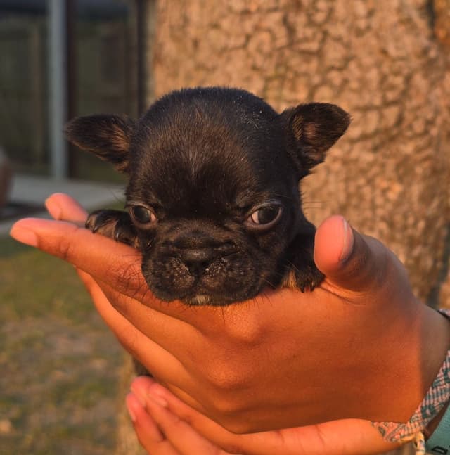 French Bulldog Puppies media 11