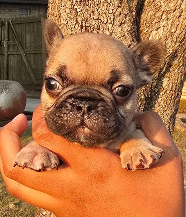 French Bulldog Puppies media 12