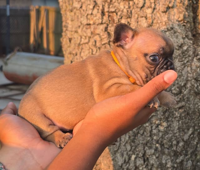 French Bulldog Puppies media 13