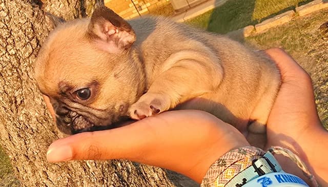 French Bulldog Puppies media 14