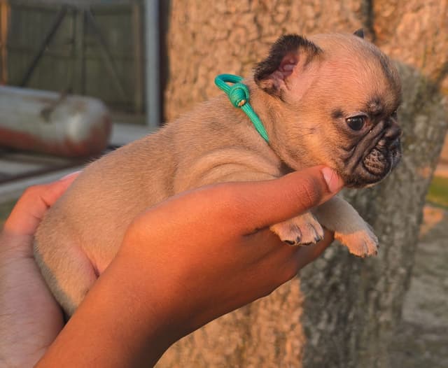 French Bulldog Puppies media 15